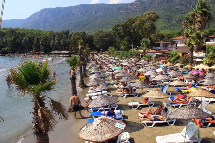 Telef olan binlerce bal arısı sahile vurdu