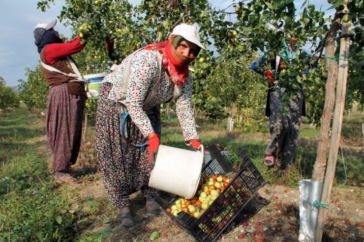 Ölümsüzlük meyvesi hünnabın faydası