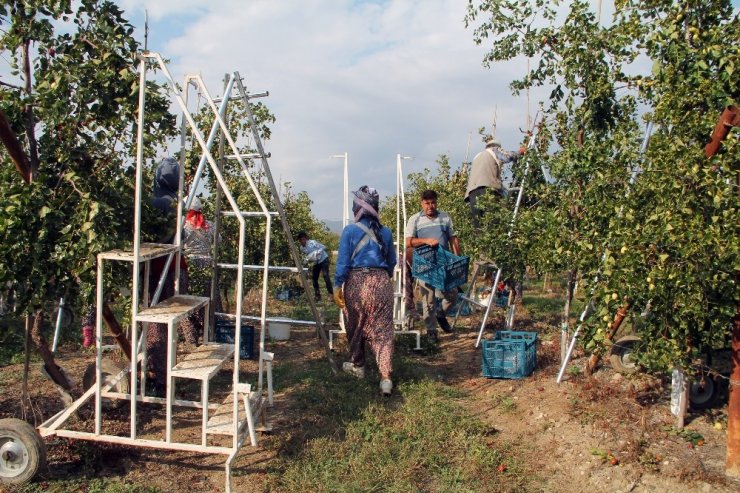 Ölümsüzlük meyvesi hünnabın faydası