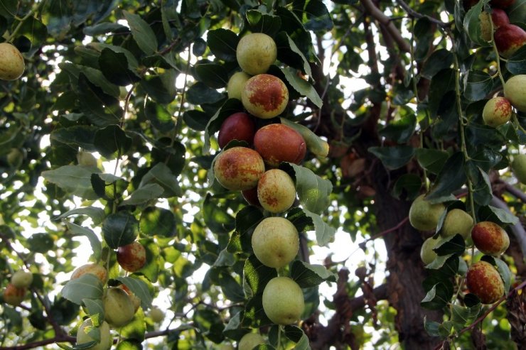 Ölümsüzlük meyvesi hünnabın faydası