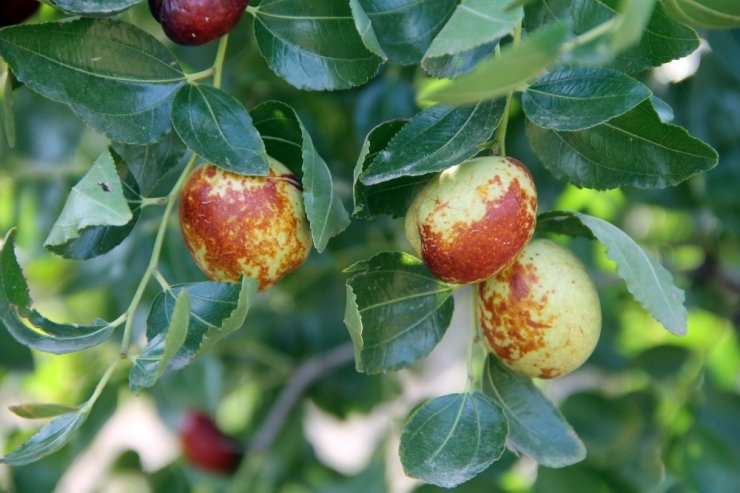 Ölümsüzlük meyvesi hünnabın faydası