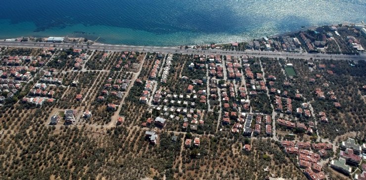 Kazdağları’nda 2,5 milyon zeytin ağacı villa alanı için kesildi!