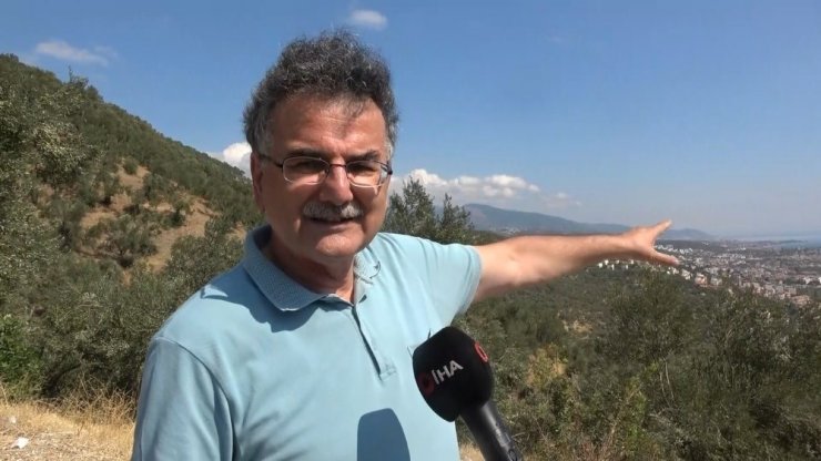 Kazdağları’nda 2,5 milyon zeytin ağacı villa alanı için kesildi!