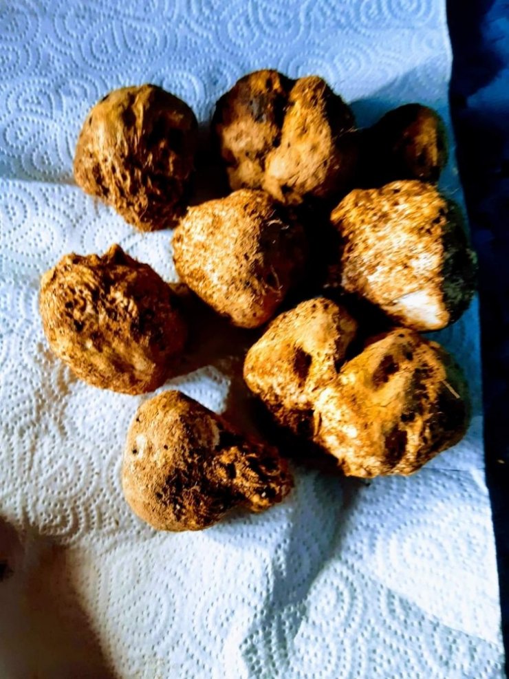 En pahalı mantarı buldu, zengin oldu