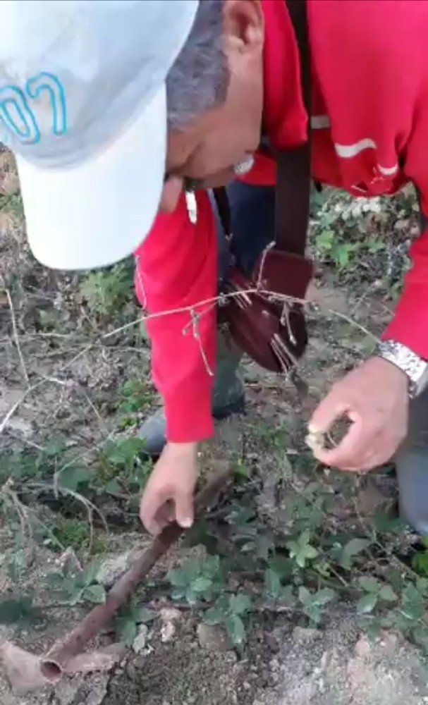 En pahalı mantarı buldu, zengin oldu