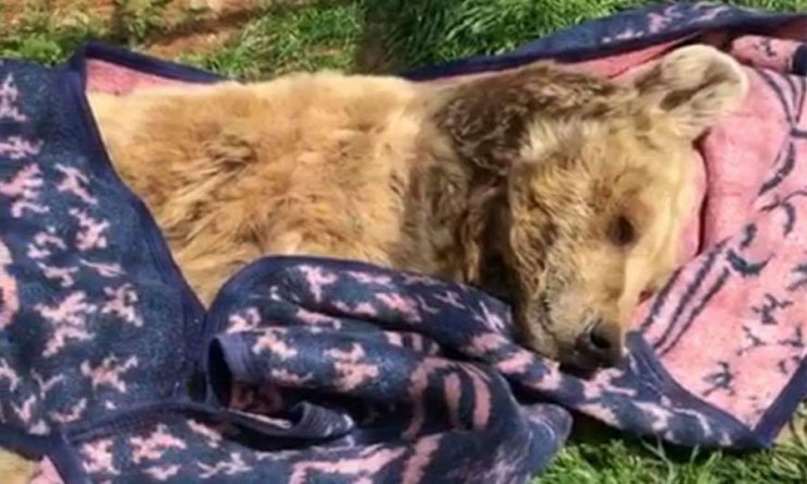 Türkiye’nin en yaşlı ayısı öldü