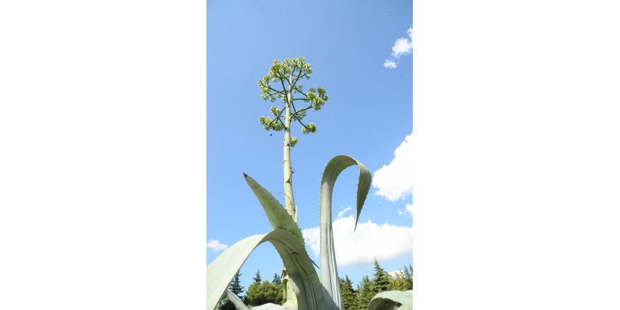 agave-bitkisi-1.JPG