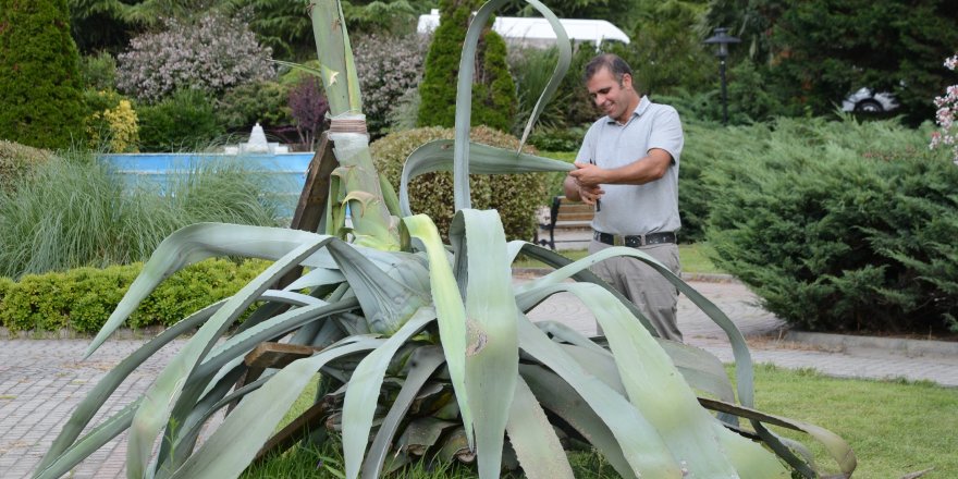 agave-bitkisi-3.JPG