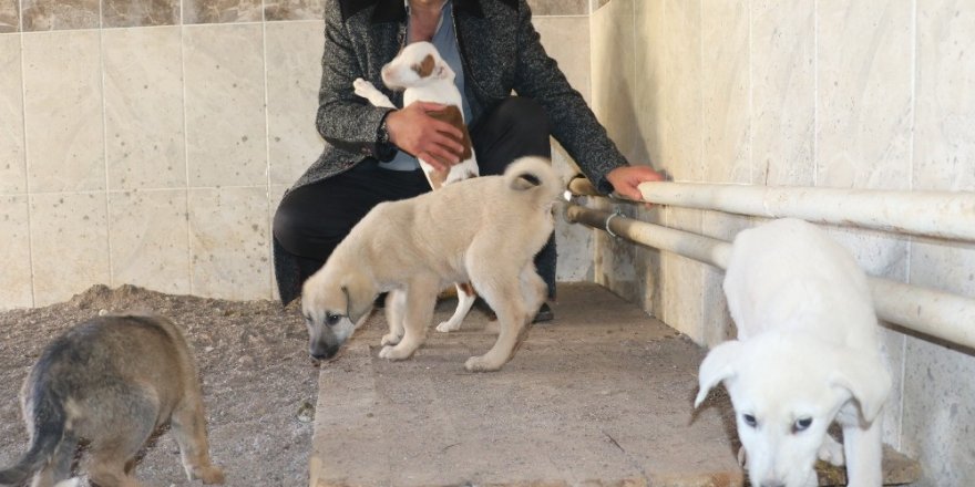 Bes Yildizli Hayvan Oteli Hayvanlarin Sicak Yuvasi Oldu Manset Turkiye