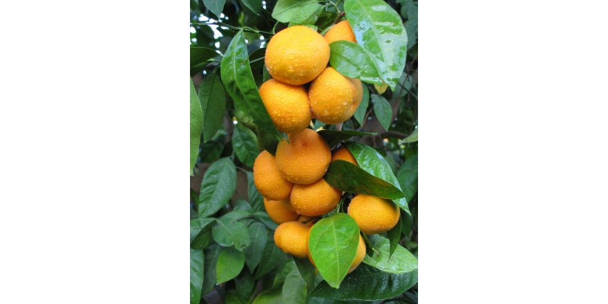karaburun-mandalina-2.jpg